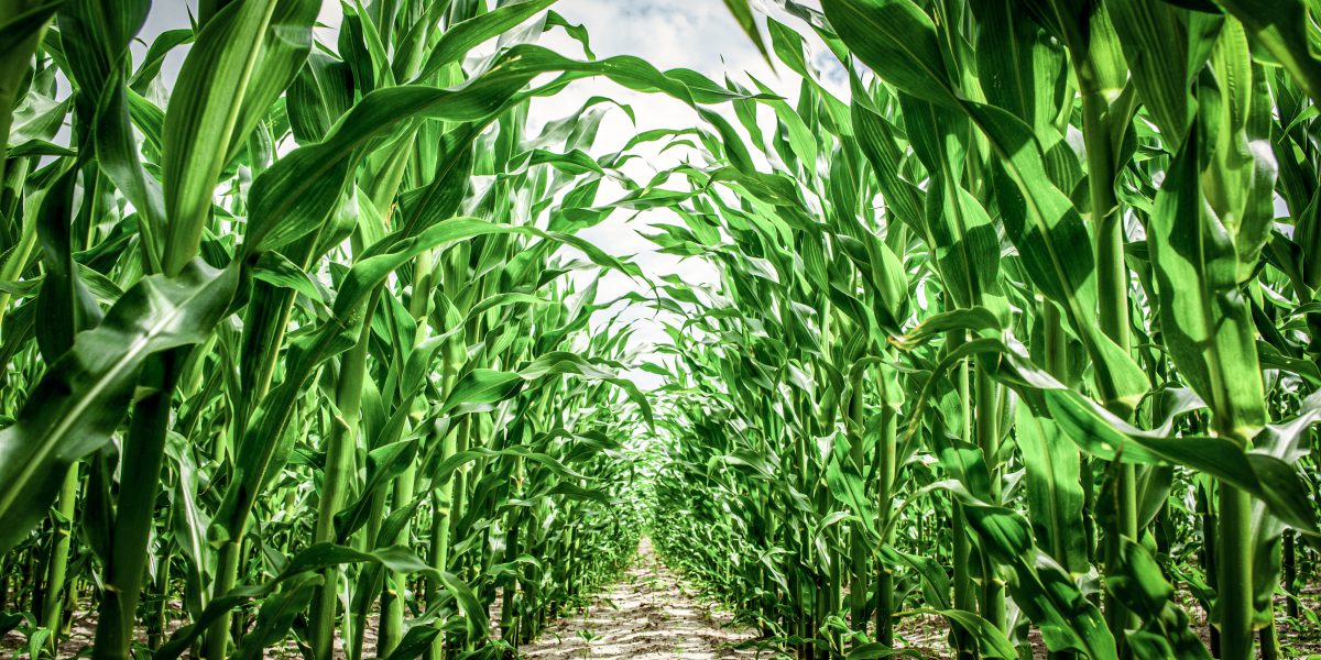 Báo cáo tiến độ mùa vụ crop progress