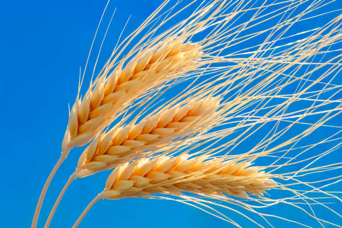 Lúa mỳ wheat giao dịch hàng hóa phái sinh dsmart