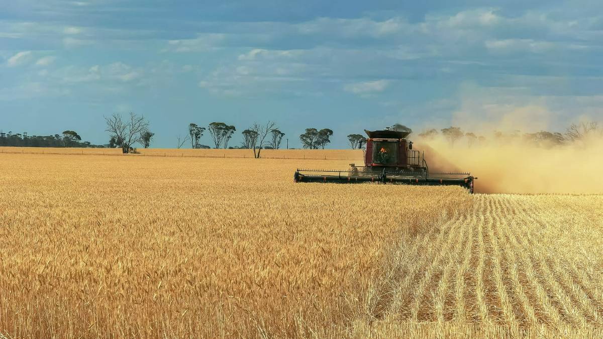 Thị trương hàng hóa phái sinh chờ đợi báo cáo tồn kho quý 3 USDA Grain Stocks