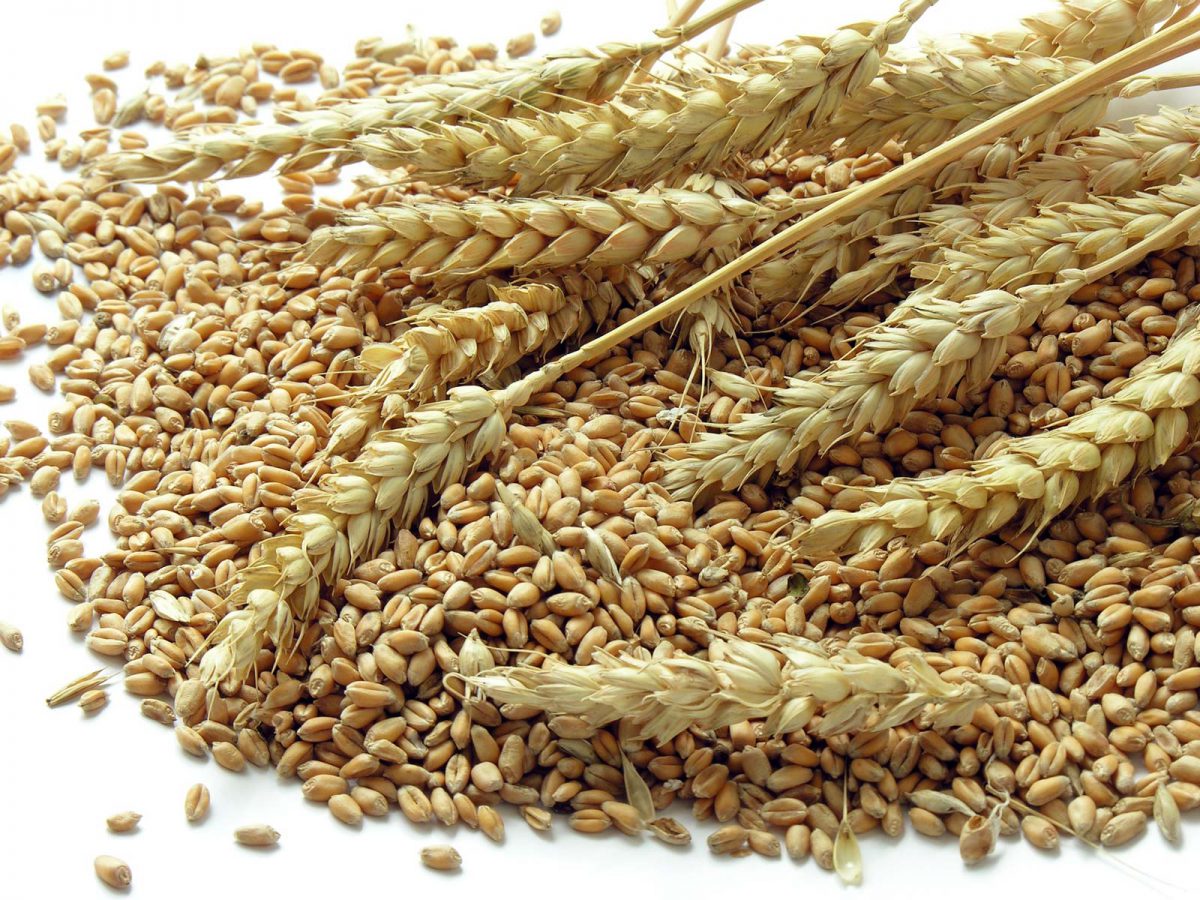 dự đoán khuyến nghị lúa mỳ sàn CBOT ngày 13/10/2020