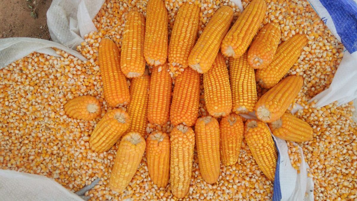 Giao dịch hàng hóa phái sinh nông sản Mỹ ngô 06/10/2020